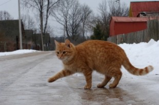 Источник фото  - vp43.ru