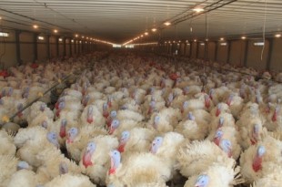 Источник фото - ua.all.biz