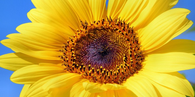 sun-flower-179010_960_720