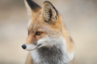 fox-2825118_960_720