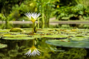 water-lily-1857350_960_720