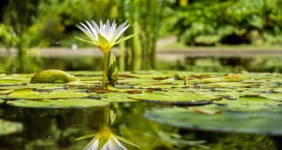 water-lily-1857350_960_720