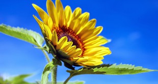 sun-flower-1536088_960_720