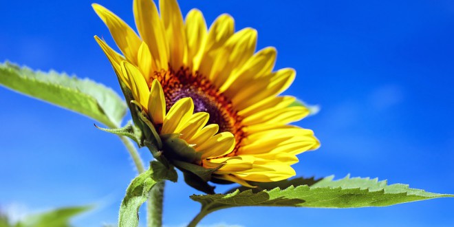 sun-flower-1536088_960_720