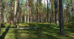 Pine_forest