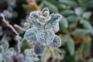 the-first-frost-2751405_960_720