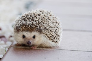 hedgehog-1215140_960_720