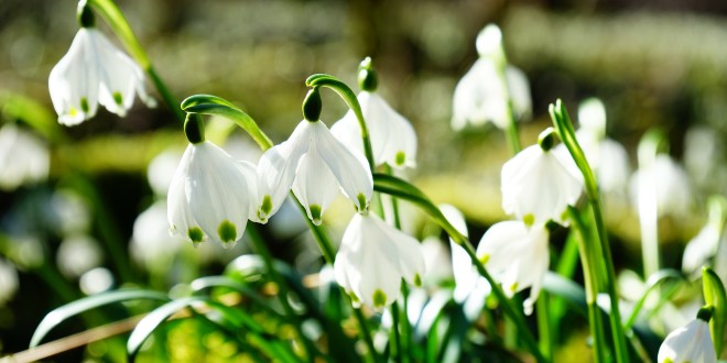 snowflake-275367_1920