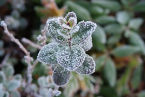 the-first-frost-2751405_640