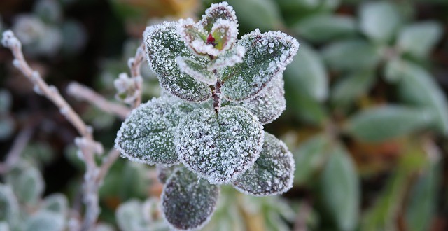 the-first-frost-2751405_640