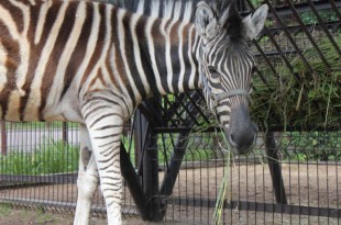 c342577f26b76b09d0f9ee5bc9377db7.jpg_765x560