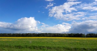 природа весна ясно поле луг облака погода одуванчики
