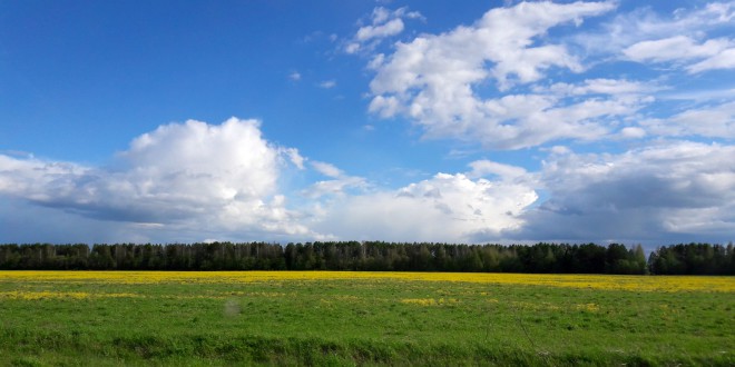 природа весна ясно поле луг облака погода одуванчики
