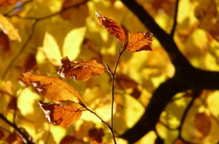 beech-10587_960_720
