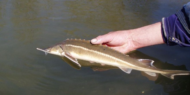 Стерлядь_(Acipenser_ruthenus)