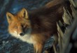 red-fox-detailed-photo-725x472