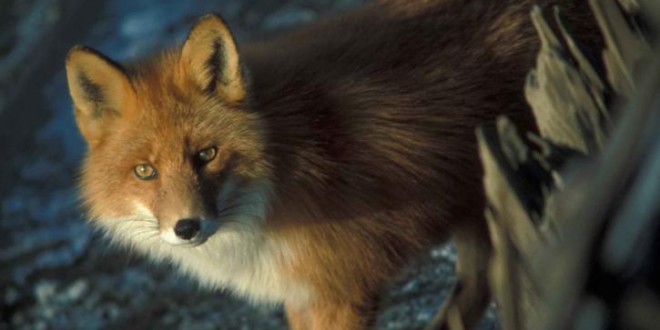 red-fox-detailed-photo-725x472