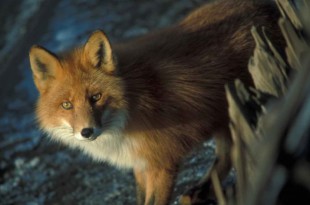 red-fox-detailed-photo-725x472