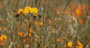 wild-flower-meadow-3386078_960_720