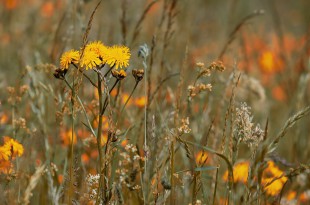 wild-flower-meadow-3386078_960_720