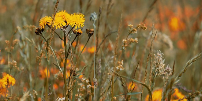 wild-flower-meadow-3386078_960_720