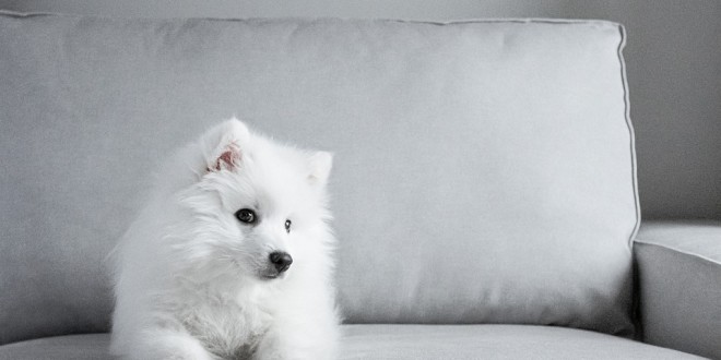 japanese-4677848_960_720