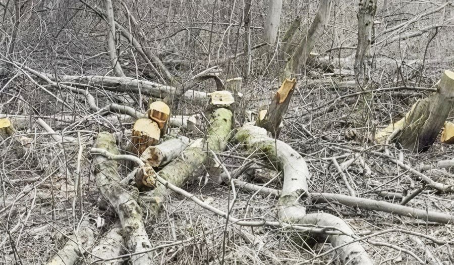 8fd1itvtferggogv8ih0amybedzj0o3l